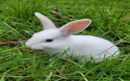 English Lop rabbits for sale: Baby Rabbits 4 available  - Image 11