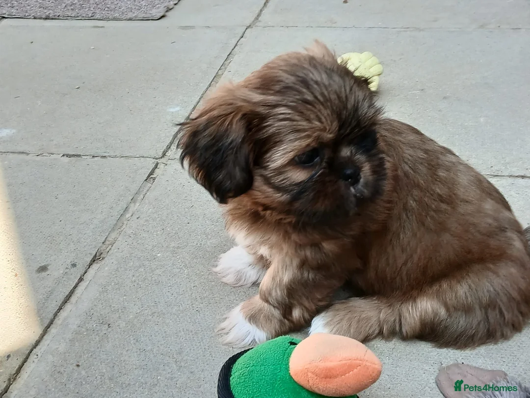 Shih Tzu dogs for sale: Shih-tzu puppy's for sale  - Advert 36