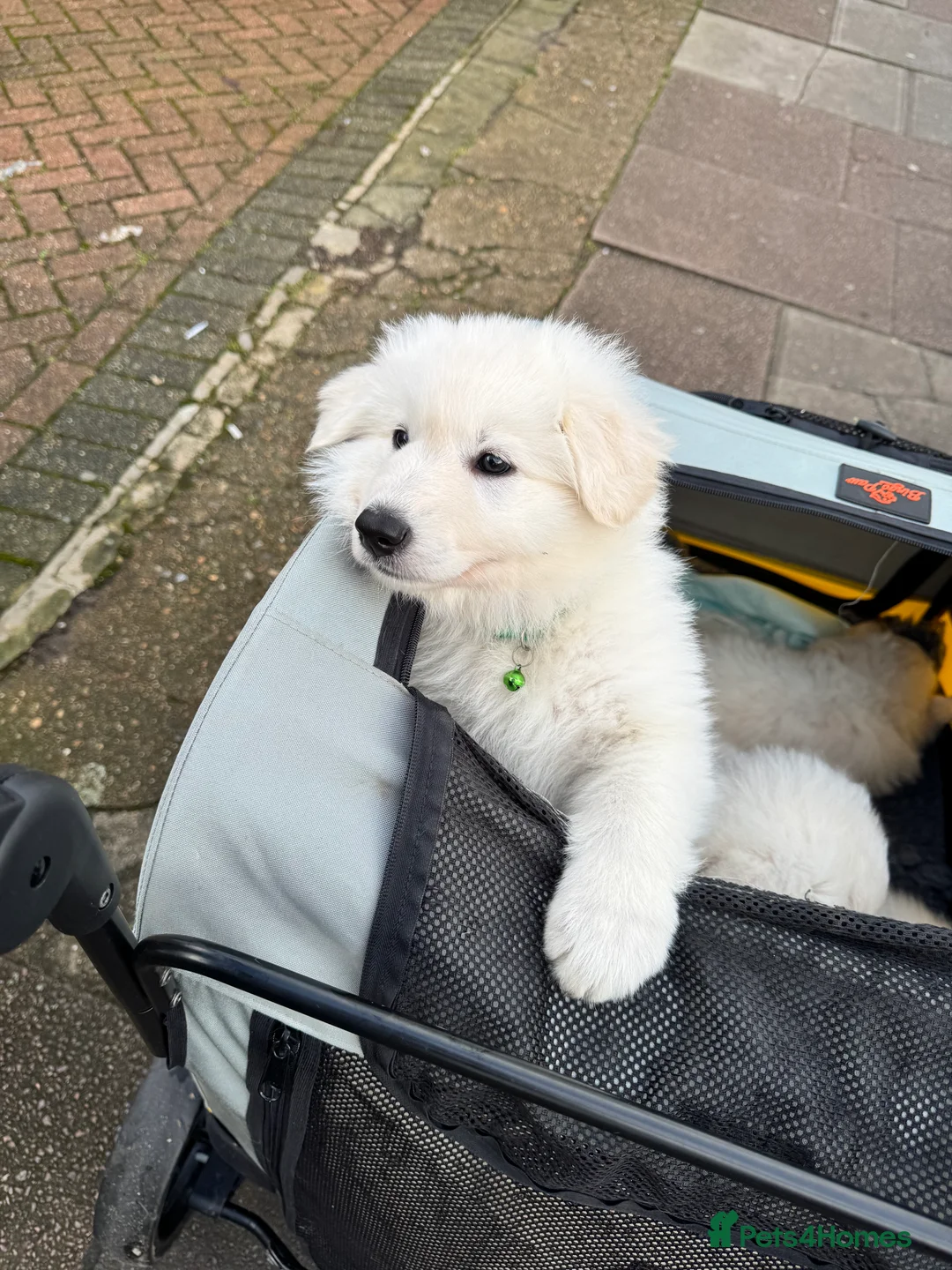 White Swiss Shepherd dogs for sale: Beautiful white Swiss shepherd  - Advert 10