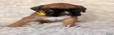 Boxer 1