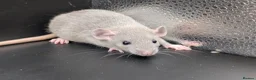 Rat rodents for sale: Baby Rats for homes in Durham - Advert 12