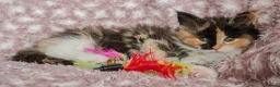 Maine Coon cats for sale: Beautiful Maine Coon Kittens - Advert 26