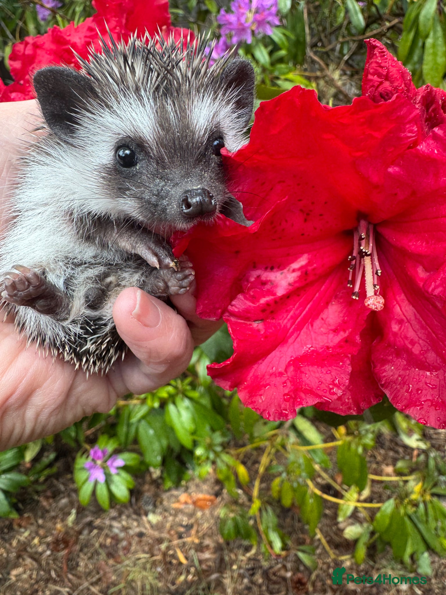 Pygmy Hedgehog rodents 8 week hoglets dark masked READY  NOW  - Advert 1
