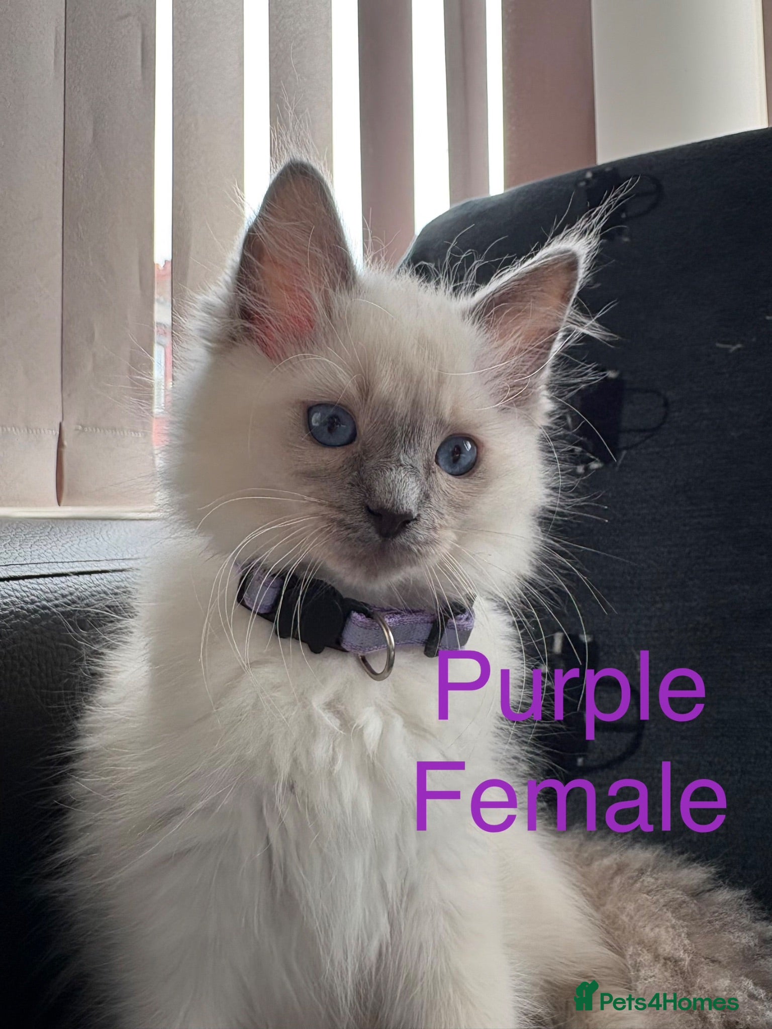 Ragdoll cats Pure Ragdoll Kittens Ready to leave  - Advert 1