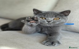 British Shorthair cats for sale: Beautiful kittens  - Image 8