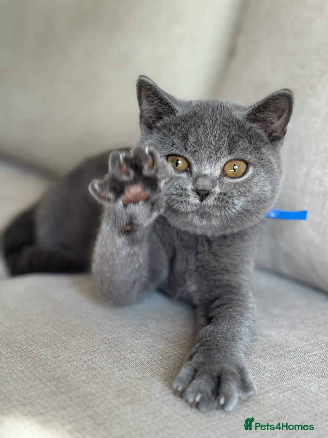 British Shorthair cats for sale: Beautiful kittens  - Image 8