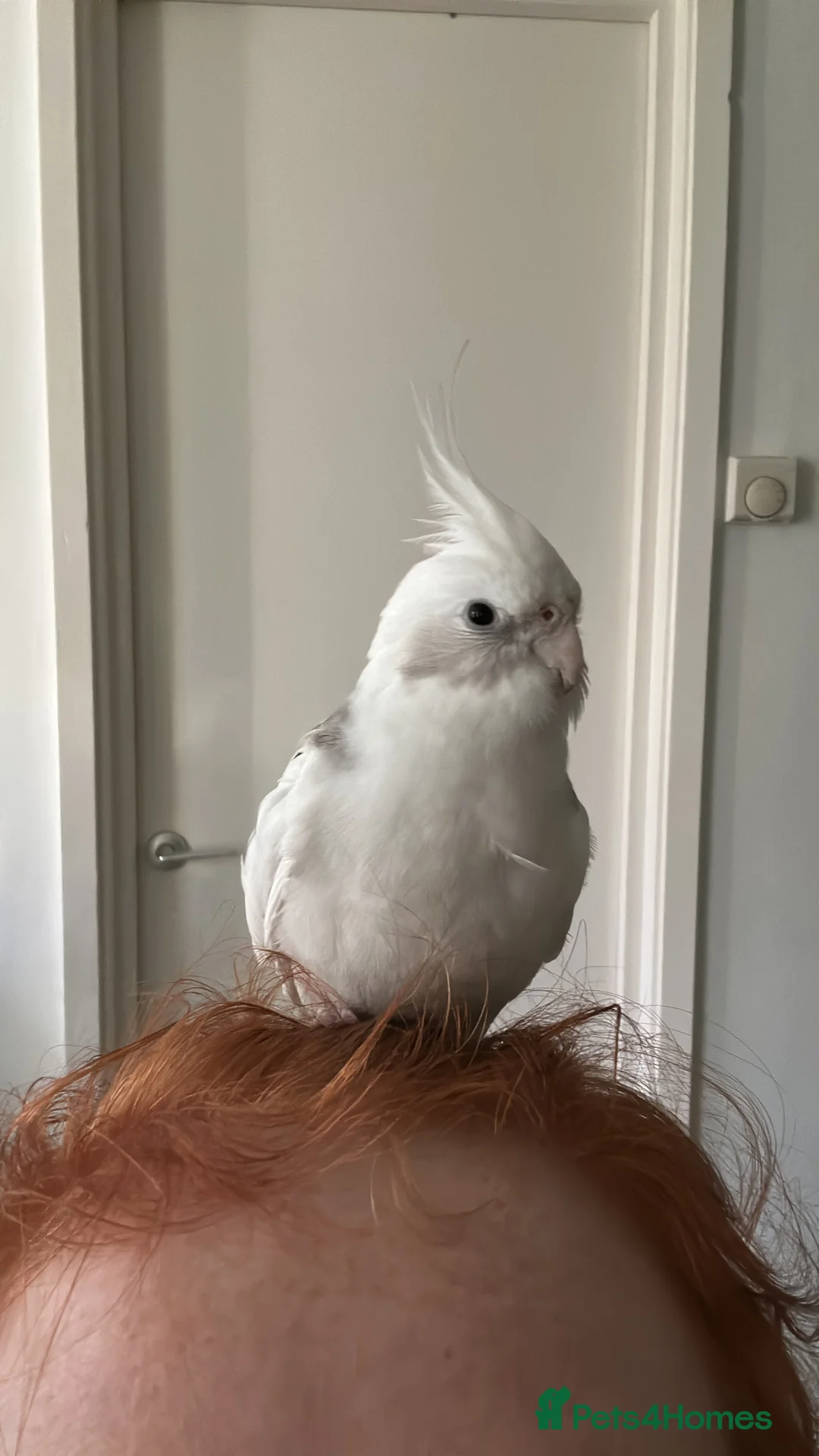 Cockatiels birds for sale: Two Loving Female Cockatiels for Rehoming - Advert 30