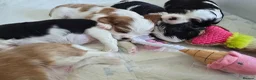 Cavalier King Charles Spaniel dogs for sale: MRI scanned parents fullY health tested - Advert 20