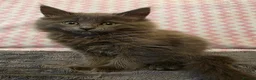 Maine Coon cats for sale: Gorgeous, sociable maine coon kittens  - Advert 25