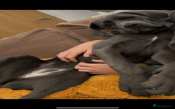 Cane Corso dogs for sale: Blue cane corso - Image 2