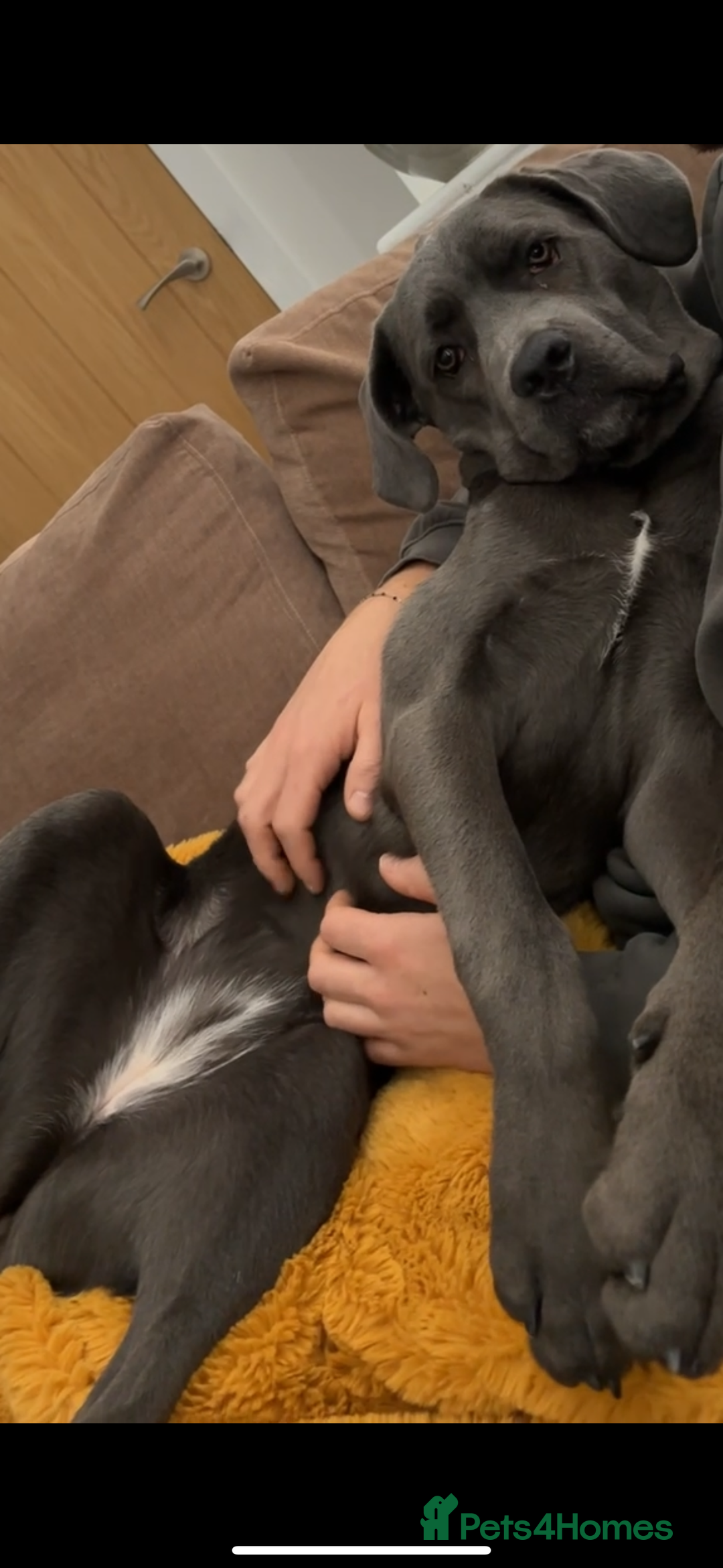 Cane Corso dogs for sale: Blue cane corso - Image 2