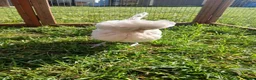 Chickens poultry for sale: Unsexed Silkie and Polish Chick - Advert 5