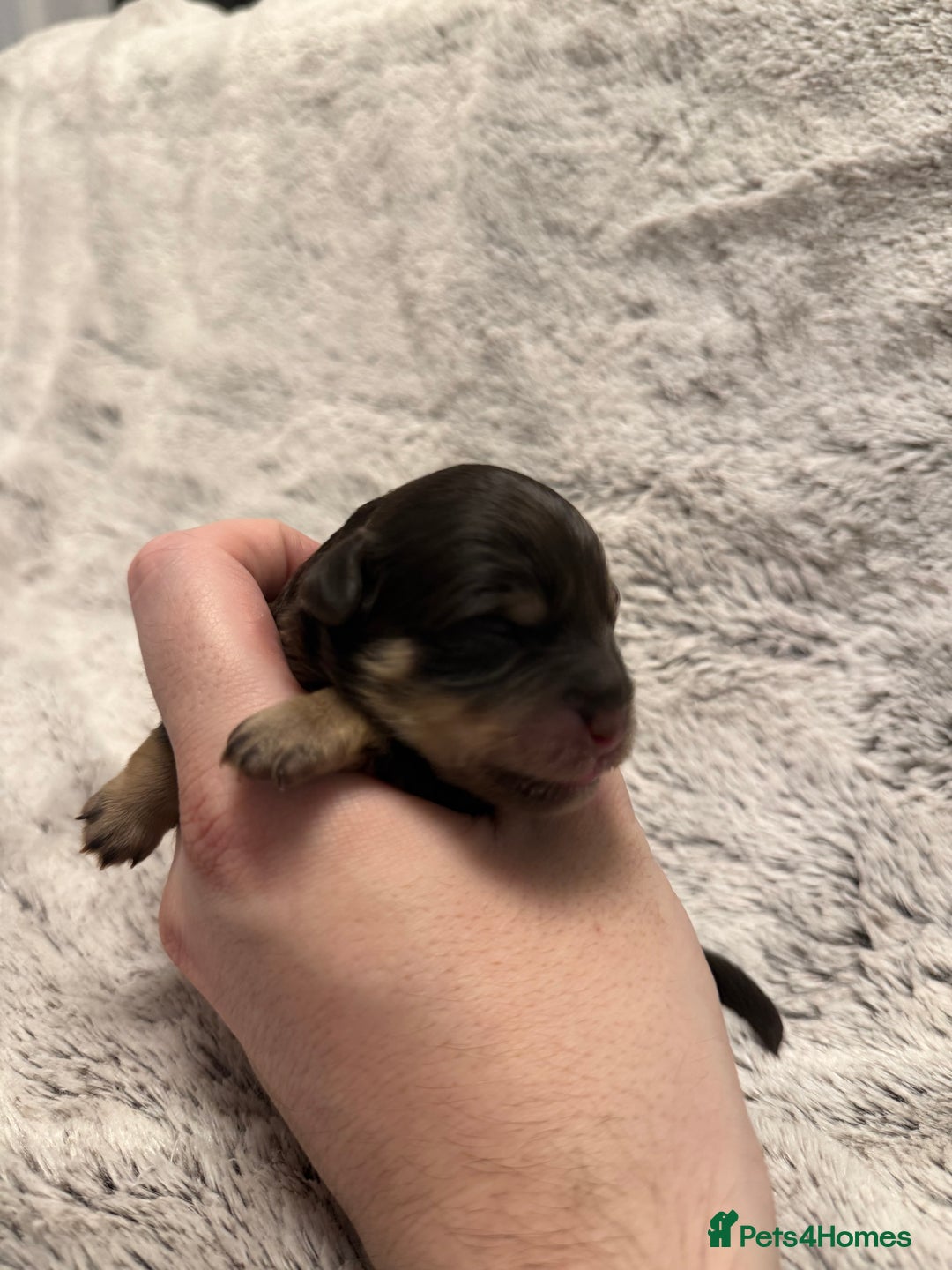 Mixed Breed dogs for sale: OUTSTANDING COLOURED TOY SCHNOODLES DNA CLEAR  - Advert 10