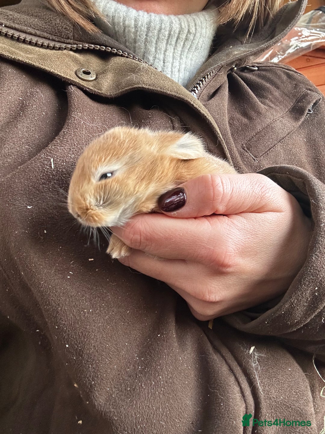 Mixed Breed rabbits for sale: Mini lop x lop  - Advert 4