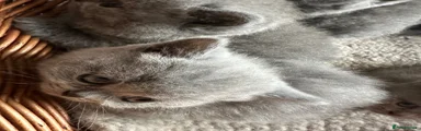 British Shorthair Kitten 3