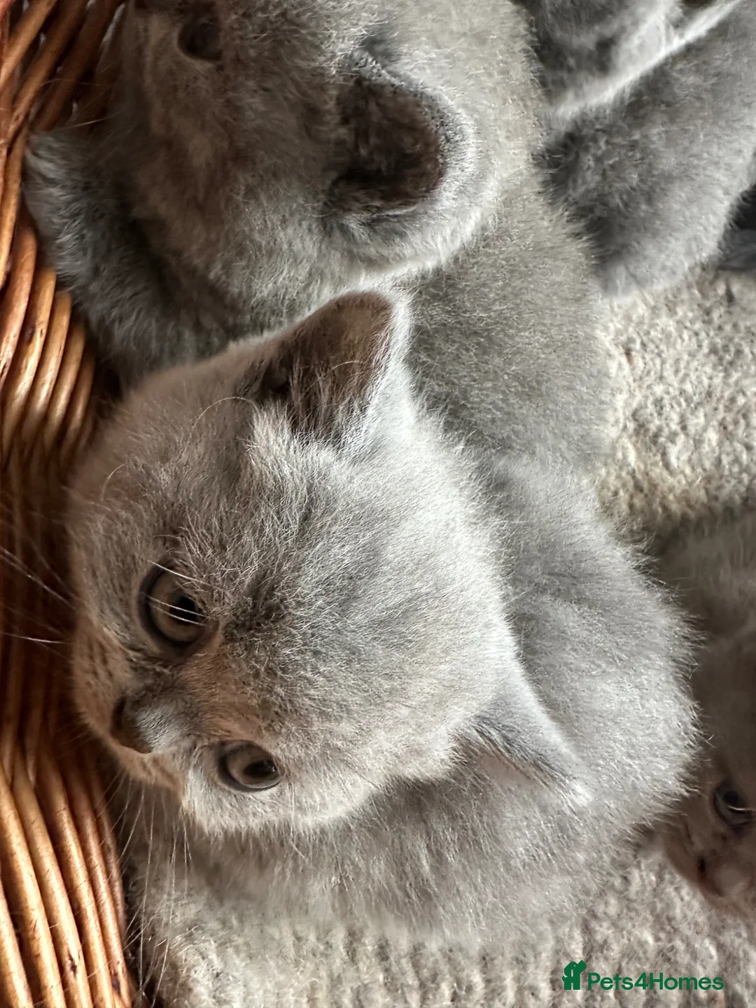British Shorthair cats for sale: British Shorthair GCCF-registered Kittens  - Advert 20