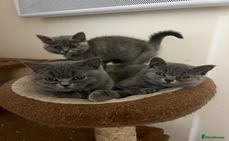 British Shorthair cats - Advert 15