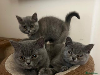 British Shorthair cats - Advert 11