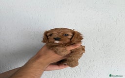 Cavapoo dogs for sale: 6 Beautiful Toy Cavapoo Girls  - Image 6