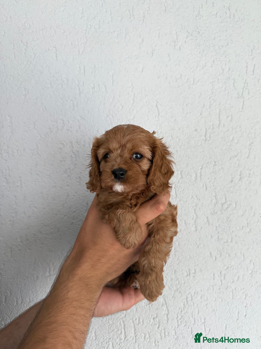 Cavapoo dogs for sale: 6 Beautiful Toy Cavapoo Girls  - Image 6