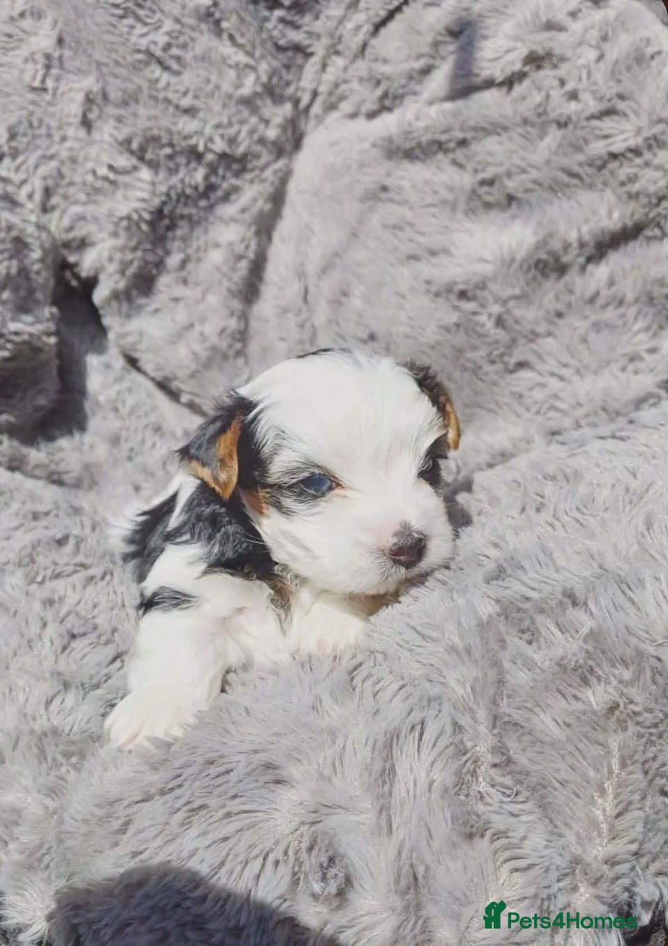 Biewer Terrier dogs Beautiful Biewer babies  - Advert 3
