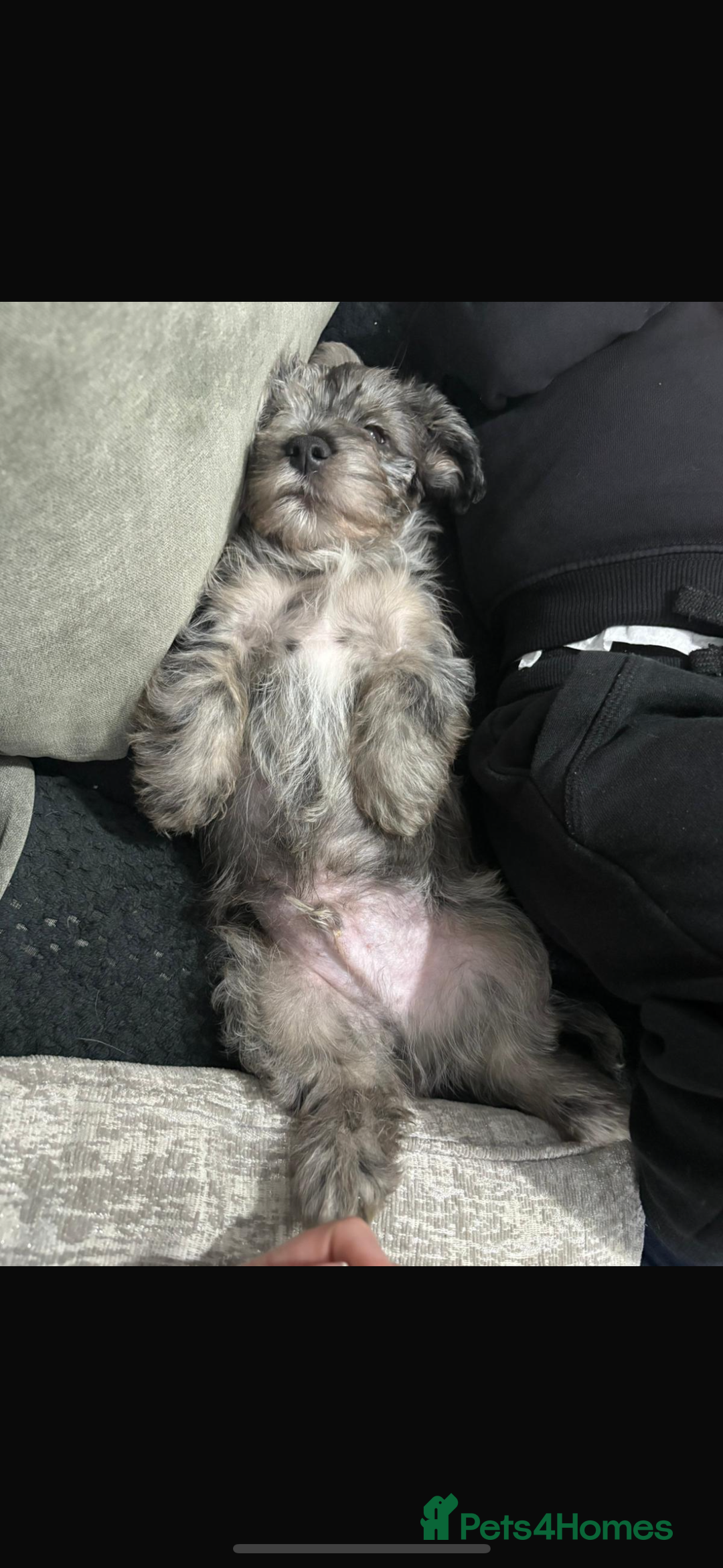 Yorkshire Terrier dogs for sale: Yorkshire terrier pup  - Advert 6