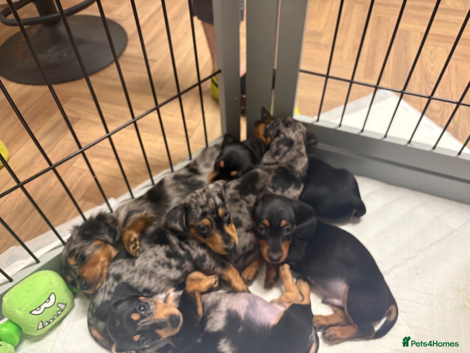 Miniature Dachshund dogs 🐾 Beautiful Miniature Dachshund 🐾 - Advert 2