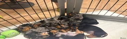 Miniature Dachshund dogs for sale: 🐾 Beautiful Miniature Dachshund 🐾 - Advert 2