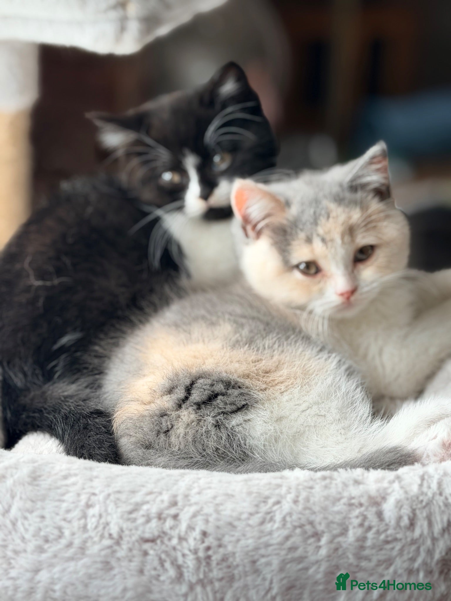 British Shorthair cats Lilac tortie girl and black and white bicolour boy - Advert 1