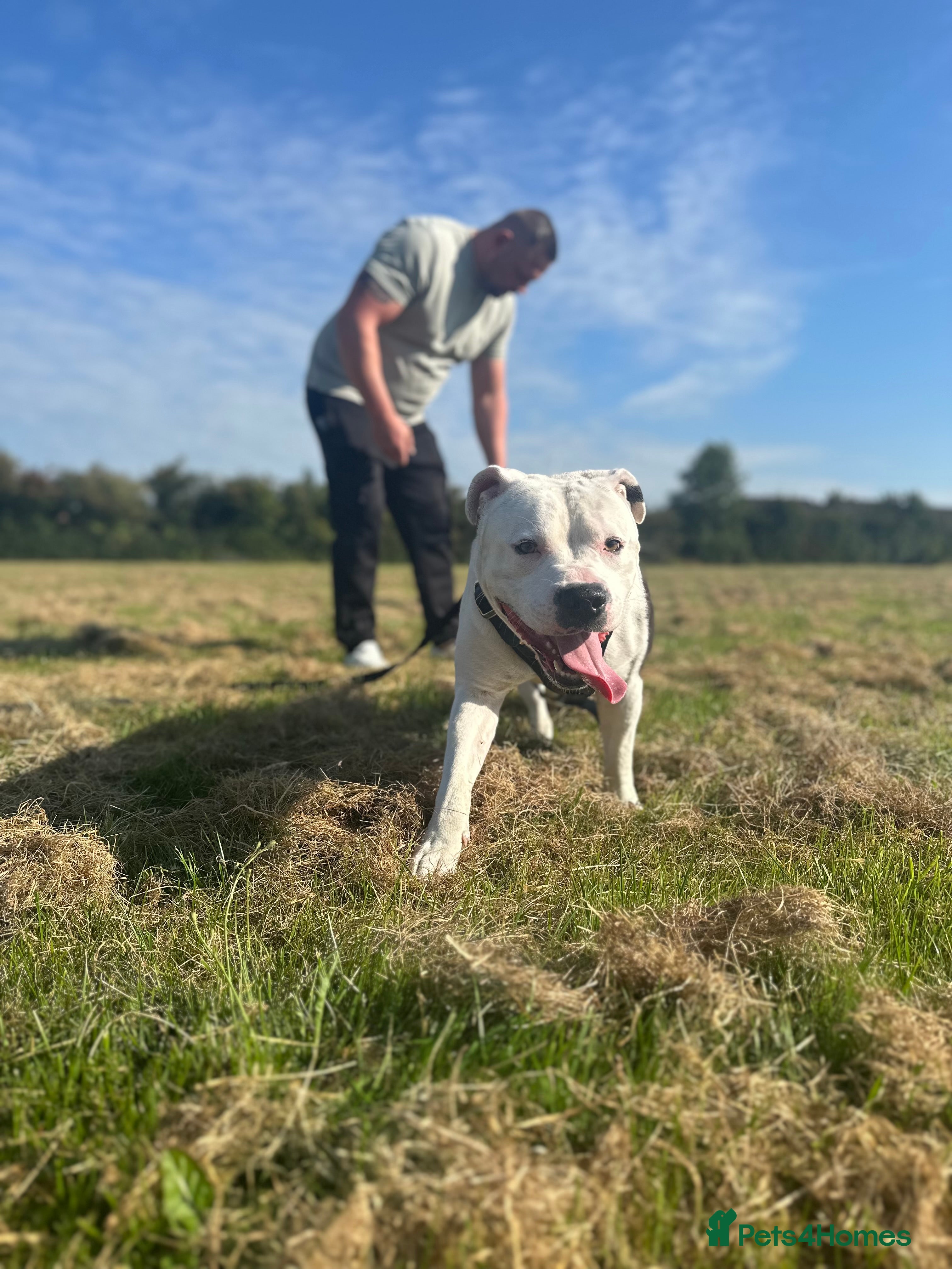 Mixed Breed dogs Male staffy  - Advert 1