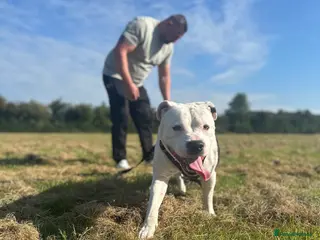 Mixed Breed dogs Male staffy - Advert 1