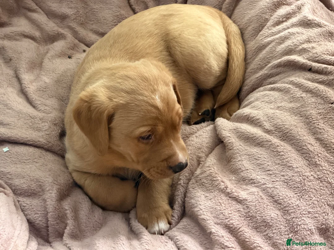 Labrador Retriever dogs for sale: Beautiful KC Registered yellow/fox read labs - Advert 2