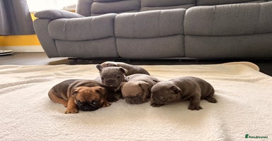 French Bulldog dogs - Advert 1
