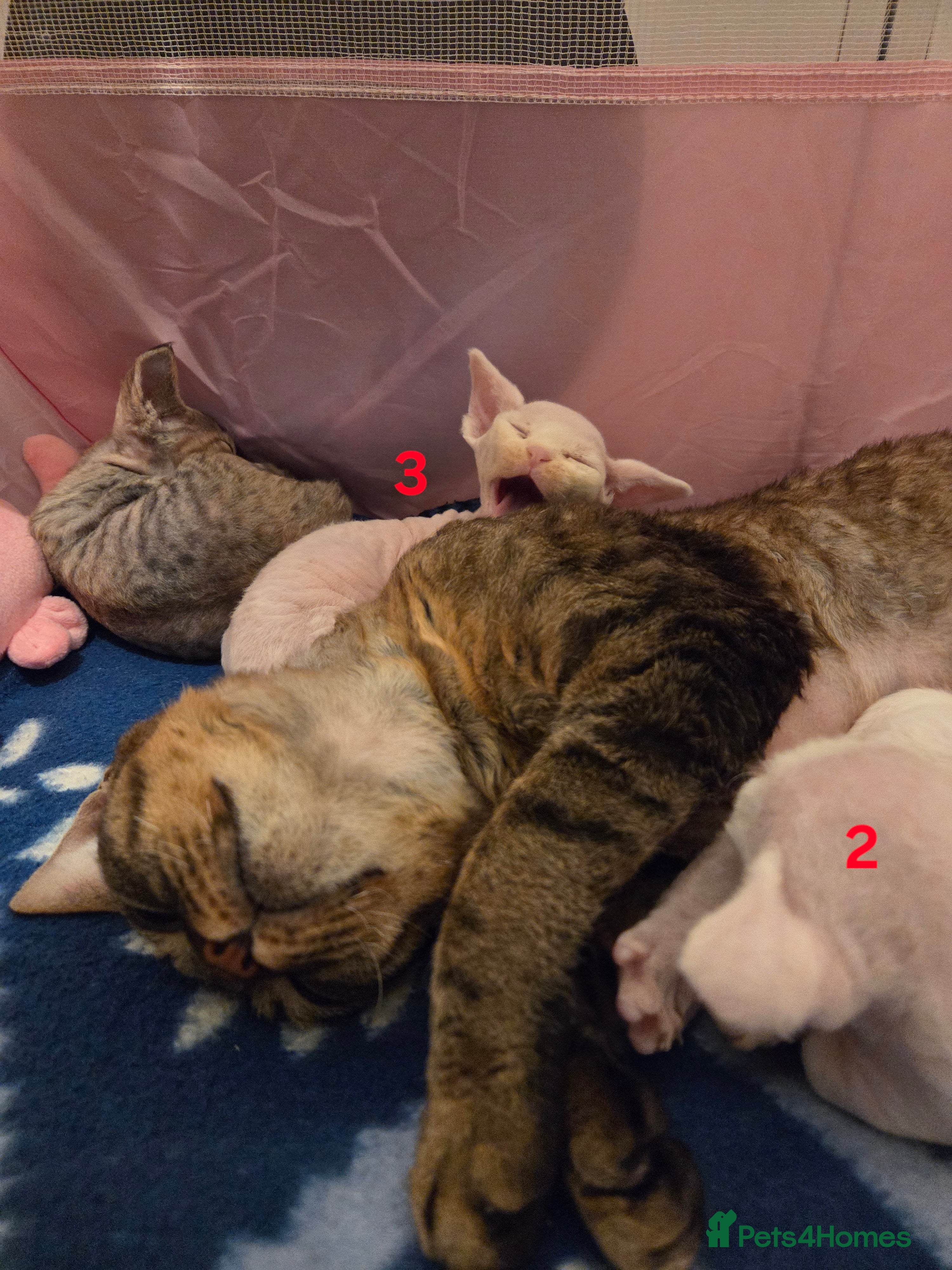 Devon Rex cats ✨ Beautiful Devon Rex Kittens – GCCF Registered ✨ - Advert 1