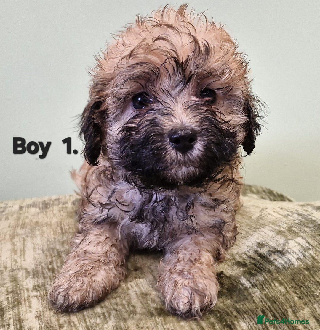 Maltipoo dogs for sale: Maltipoo puppy's - ready august 19th!  - Image 3