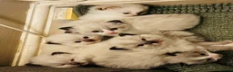 Ragdoll cats for sale: Ragdoll kittens  - Advert 15