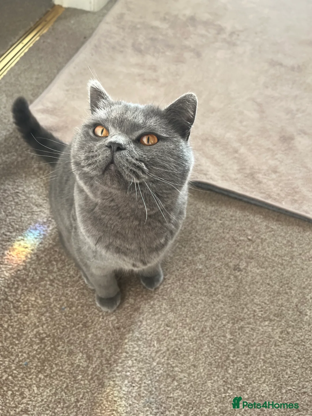 British Shorthair cats for sale: British shorthair blue  - Advert 3