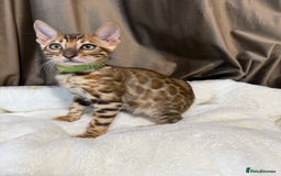 Bengal cats for sale: Adorable Bengal kittens - Image 7