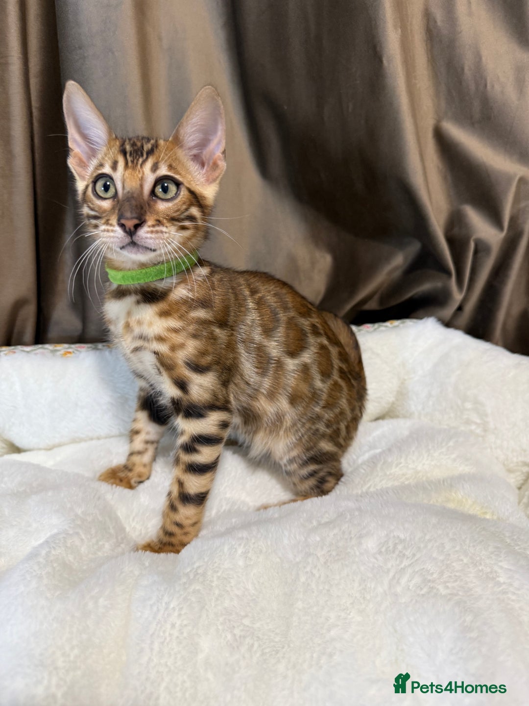 Bengal cats for sale: Adorable Bengal kittens - Image 7