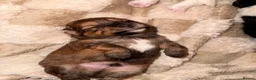 Mixed Breed dogs for sale: Shihpoo - Advert 25