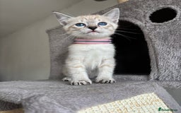 Siamese cats for sale: Siamese Lynx Kittens – 3 Boys & 3 Girls - Image 9