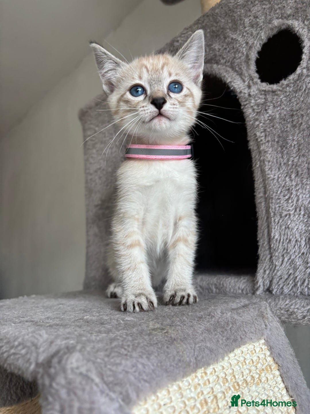 Siamese cats for sale: Siamese Lynx Kittens – 3 Boys & 3 Girls - Image 9