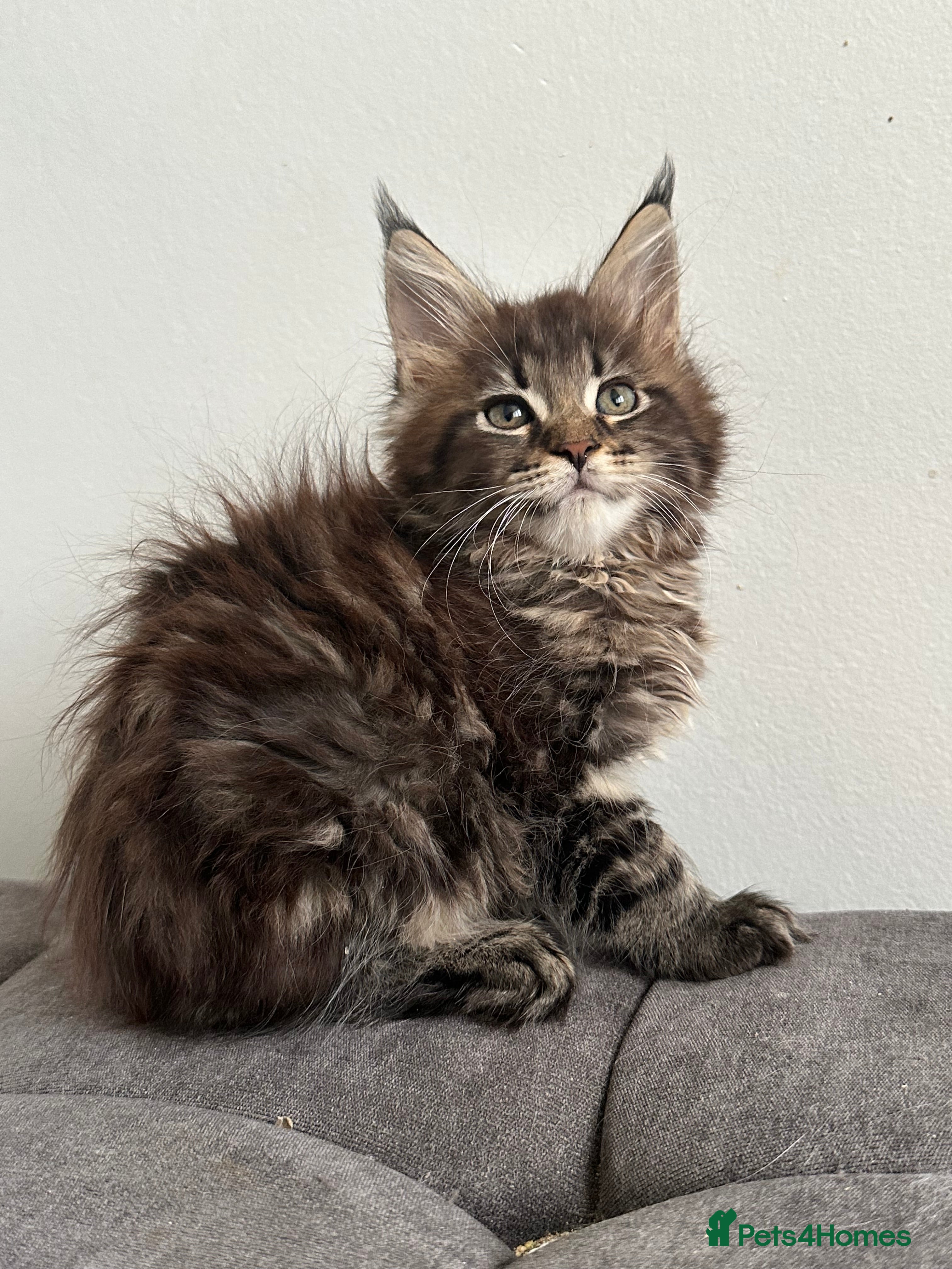 Maine Coon cats Tica registered Maine Coon kittens - Advert 4