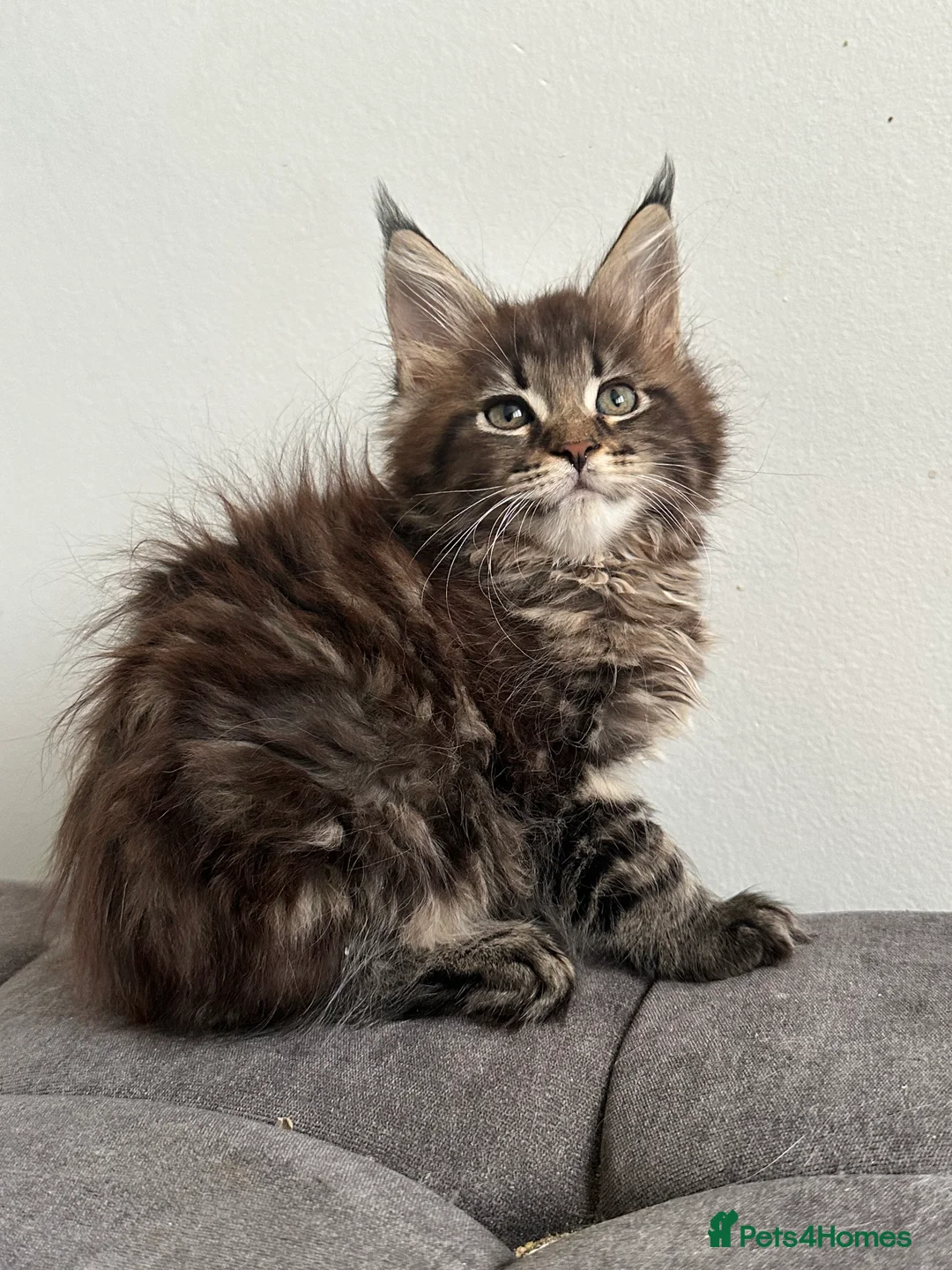 Maine Coon cats for sale: Tica registered Maine Coon kittens - Advert 1