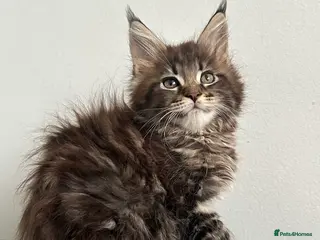 Maine Coon cats Tica registered Maine Coon kittens - Advert 4