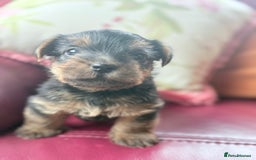 Norfolk Terrier dogs for sale: Norfolk Terriers for sale 🐶 - Image 9