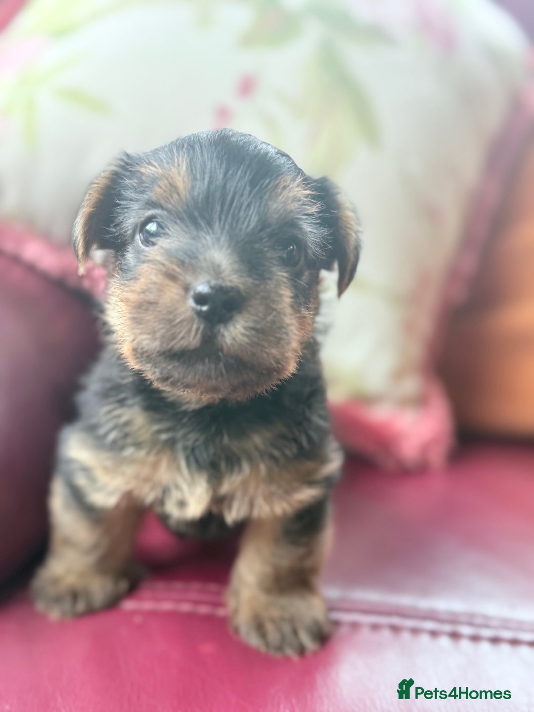 Norfolk Terrier dogs for sale: Norfolk Terriers for sale 🐶 - Image 9