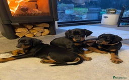 Dobermann dogs for sale: KC REG Fully health tested parents - Image 3