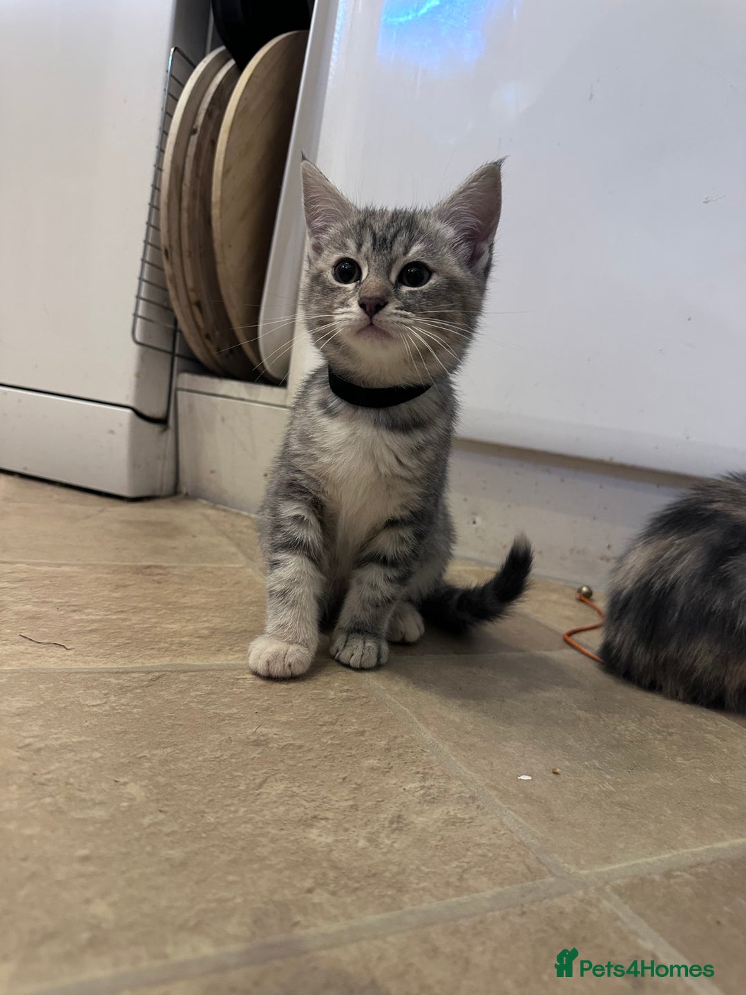 Siberian cats for sale: Siberian cross kittens - Image 9