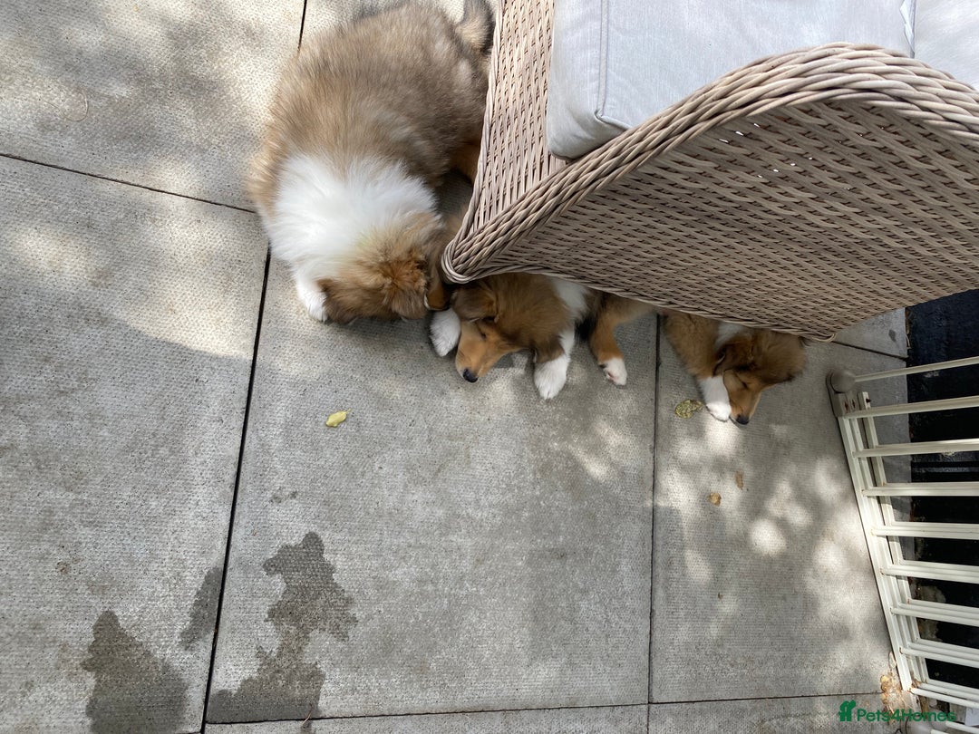 Rough Collie dogs for sale: ROUGH COLLIE SABLE AND WHITE PUPPIES - Image 23